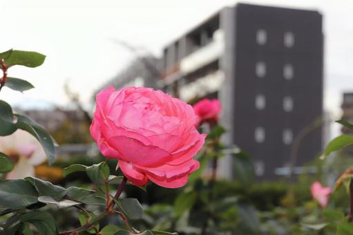 フランス生まれのピンクの薔薇、ピンクパンサー フランス生まれのピンクの薔薇、ピンクパンサー 薔薇,花,植物の写真素材