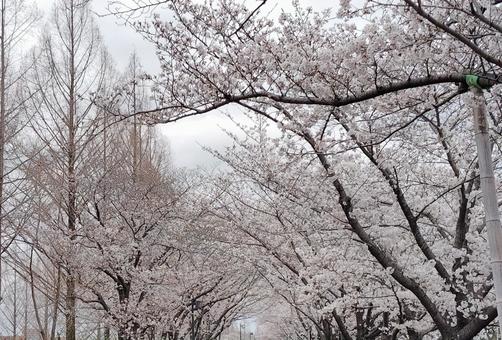 桜並木 桜,花,ピンクの写真素材