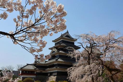 ４月上旬の国宝松本城本丸庭園内の天守と桜 背景,桜,花の写真素材