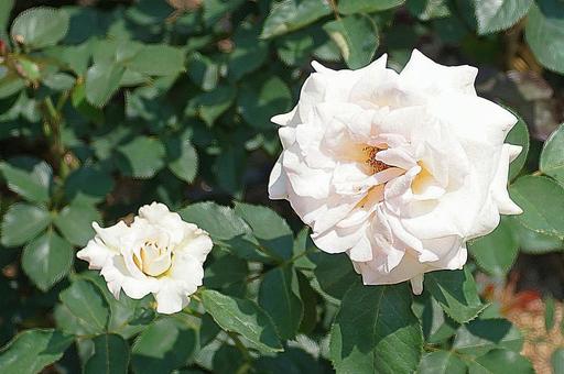 荒牧バラ園540 ピース 荒牧バラ園540 ピースの写真