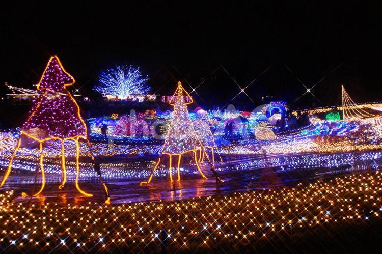 Xmasイルミネーション-211 イカ,イルミネーション,オレンジの写真素材