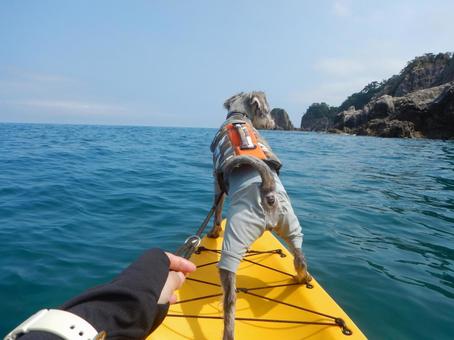 犬とシーカヤック 犬とシーカヤック 犬,ペット,シュナウザーの写真素材