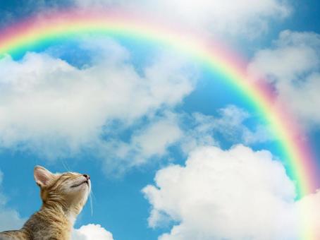 虹を見上げる猫 虹を見上げる猫 猫,空,虹の写真素材