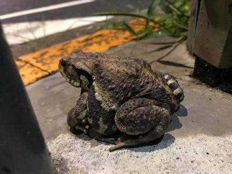東京のヌシ蛙 カエル,爬虫類,野良蛙の写真素材