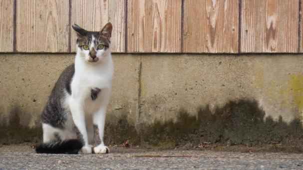 ノラネコ ノラネコ 猫,キャット,地域猫の写真素材