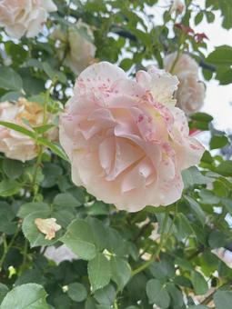 バラ バラ,花,庭の写真素材