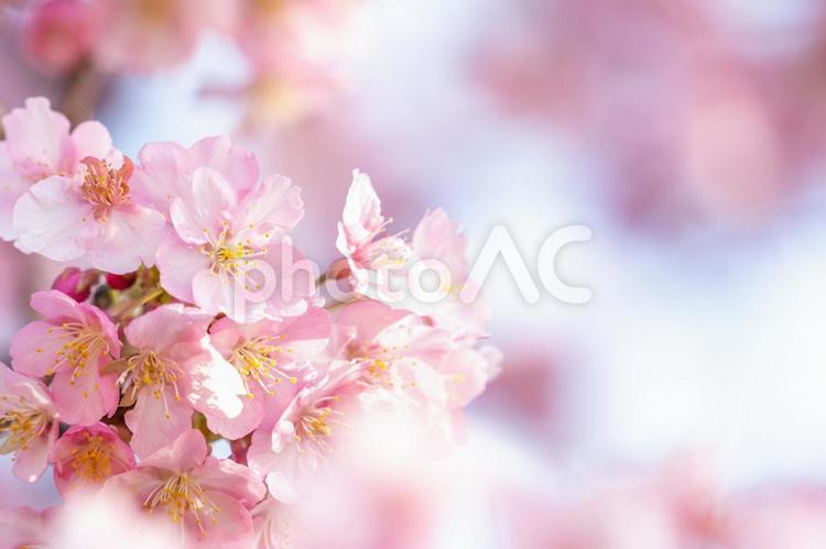 綺麗な桜の花　アップ　春のイメージ背景 桜,河津桜,カワヅザクラの写真素材