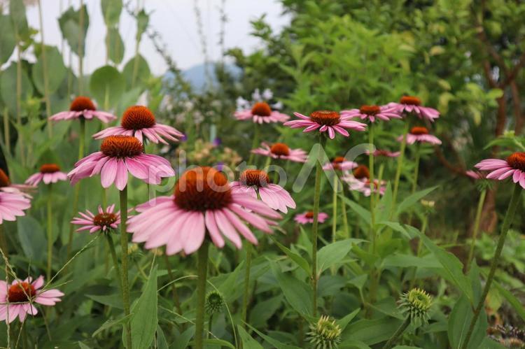 エキナセア 花,ガーデニング,園芸の写真素材
