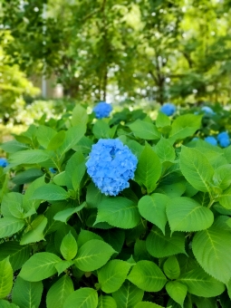 木陰のアジサイ 木陰のアジサイの写真