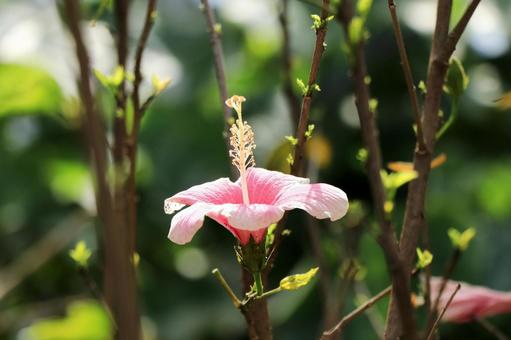 太陽を見つめるハイビスカスの写真