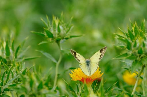 Monad butterfly (43), JPG