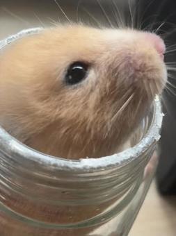 瓶から顔を出すハムスターのイメージ 瓶から顔を出すハムスターのイメージ キンクマハムスター,ハムスター,ゴールデンハムスターの写真素材