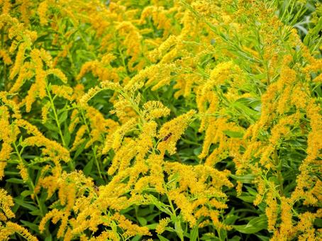 新中川河畔の背高泡立草・江戸川区春江町 新中川河畔の背高泡立草・江戸川区春江町 秋,新中川,河畔の写真素材