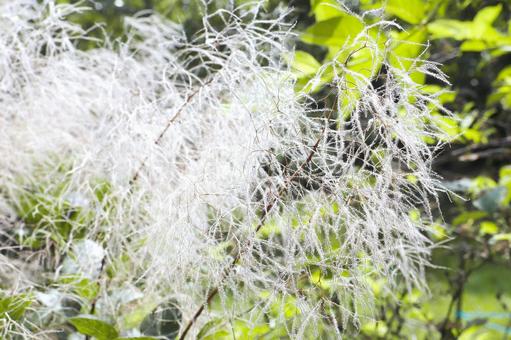 スモークツリ―（ケムリノキ）の写真