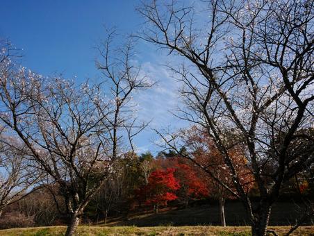 背景に合う冬桜と紅葉 背景に合う冬桜と紅葉 冬桜,紅葉,桜山公園の写真素材