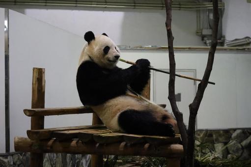 Photo, bamboo, let&#39;s eat, giant panda, 