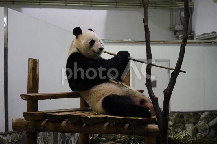 竹を食べようとするジャイアントパンダ 竹,食べよう,ジャイアントパンダの写真素材