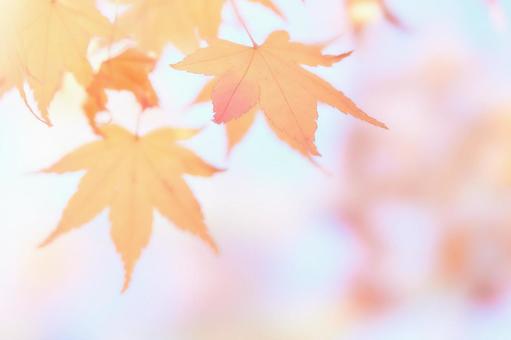 水彩調柔らかいソフトな楓の紅葉アップ 水彩調柔らかいソフトな楓の紅葉アップ もみじ,紅葉,カエデの写真素材