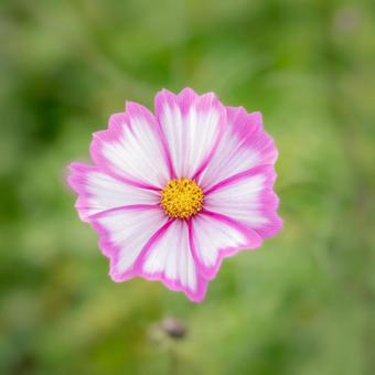 可愛いコスモス コスモス,コスモス畑,秋の写真素材