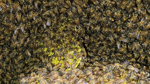 ハチの写真素材 写真素材なら 写真ac 無料 フリー ダウンロードok