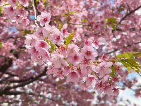 満開の桜 満開の桜の写真