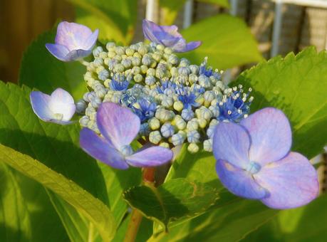 [Flower photo] Hydrangea flower, JPG