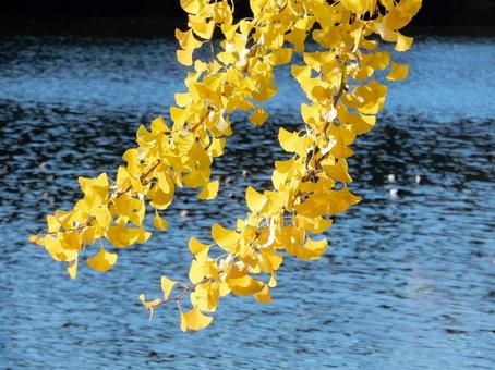 【紅葉写真】イチョウの黄葉 イチョウ,銀杏,黄葉の写真素材
