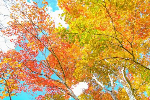 カラフルな紅葉 カラフルな紅葉 紅葉,もみじ,秋の写真素材