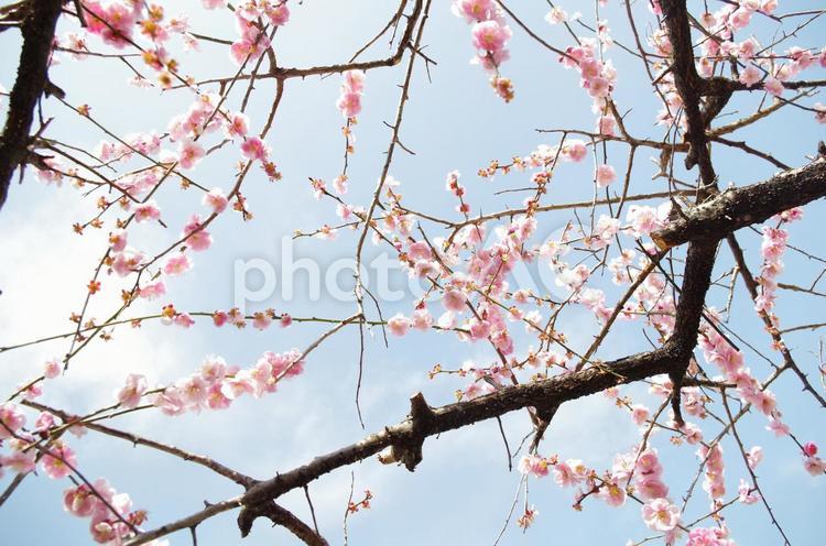 梅の木と空 木,花,自然の写真素材