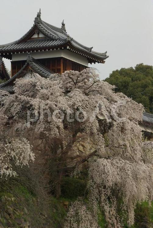 しだれ桜 桜,しだれ桜,城の写真素材
