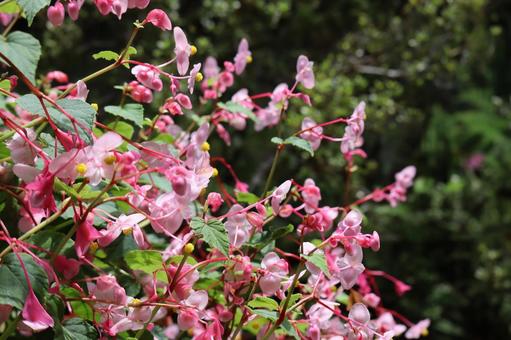 満開の秋海棠というピンクの花びらの花の写真