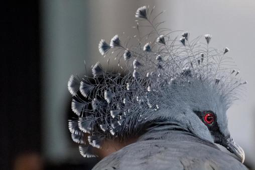 オウギバト オウギバトの写真