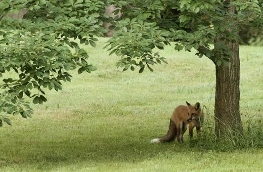 Fox, JPG Fox, JPG