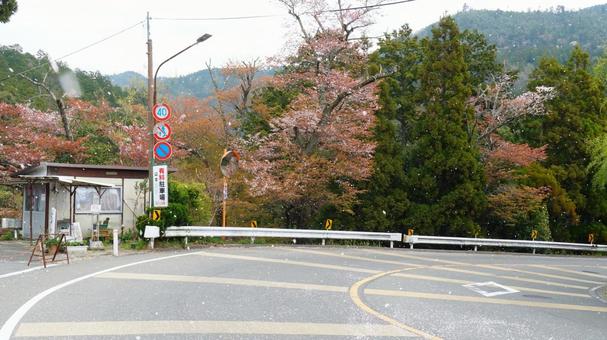 桜の花びらが舞う道 桜の花びらが舞う道 桜,花びら,散るの写真素材