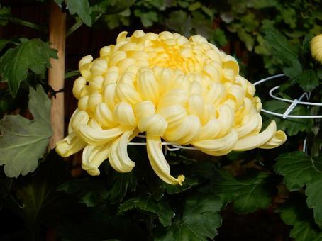 【花の写真】福山菊花展覧会の風景 キク,菊,菊花展の写真素材