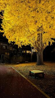 暗い背景に浮かび上がる銀杏のライトアップ イチョウ,紅葉,黄葉の写真素材