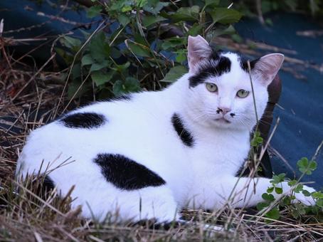 京都 哲学の道の猫ちゃん達 ④ 京都 哲学の道の猫ちゃん達 ④ さくら耳,去勢,カット耳の写真素材