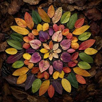 サークル状に配置された虹色の紅葉 サークル状に配置された虹色の紅葉の写真