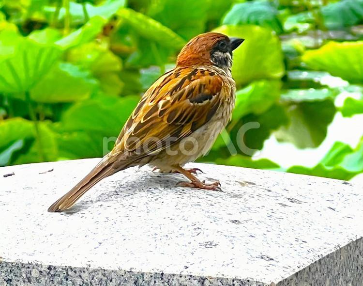 休憩中のスズメさん スズメ,雀,小鳥の写真素材