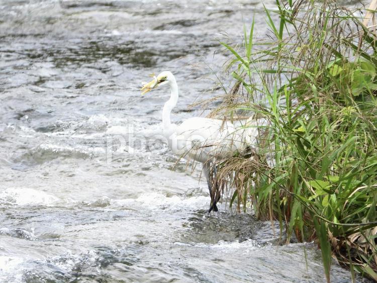 魚を掴み上げた白鷺 鳥,野鳥,白鷺の写真素材