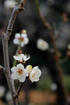 白い梅の花 白い梅の花の写真