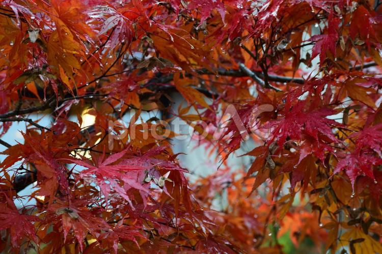 雨に濡れる夕暮れの紅葉 紅葉,モミジ,もみじの写真素材