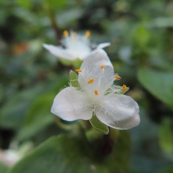 トキワツユクサ（常磐露草）の写真