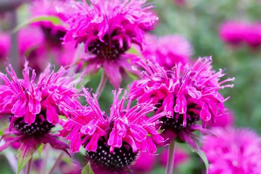 Photo, bergamot, flower, plant, 
