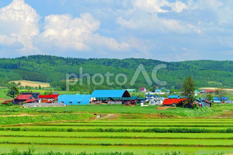 北海道の風景 hokkaido,栽培,田舎の写真素材