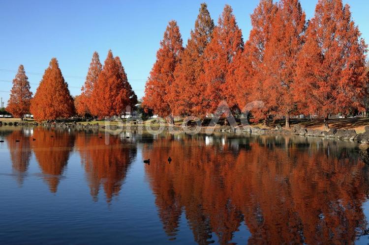 加須はなさき公園のメタセコイア 加須はなさき公園,メタセコイア,メタセコイア並木の写真素材