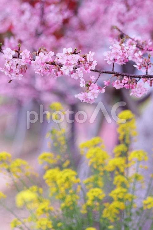 満開の桜と菜の花 菜の花,春,桜の写真素材