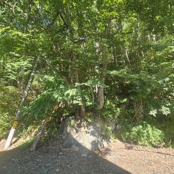 Trees, rocks and mountainside., rock, mountain skin, mountain, JPG