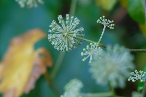 ウドの花 ウドの花 ウド,独活,ウコギ科の写真素材