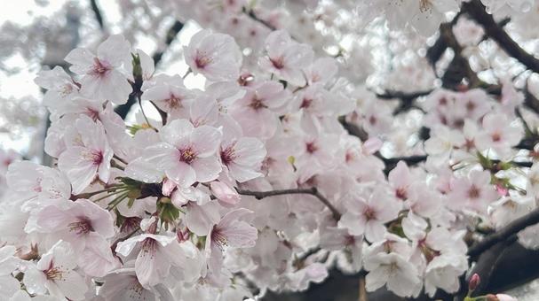 満開の桜 満開の桜の写真